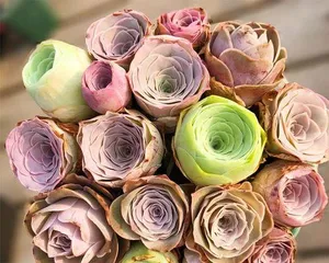 Care Methods for Succulent Rose Cups (Beautiful Succulent Roses, How to Help Them Grow Better?) 2