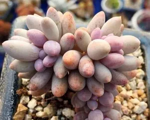 The Cultivation and Care of Echeveria 'Doll's Fingers' (Creating a Charming Succulent Garden, Mastering the Growth Techniques of Echeveria 'Doll's Fingers')