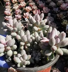 Succulent Baby Finger Planting and Care (Creating a Charming Succulent Garden, Mastering Growth Techniques for Baby Finger) 2