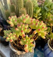 Create Your Own Succulent Maiden's Heart Garden (From Selection to Care, Step-by-Step Guide on Growing Succulent Maiden's Heart)