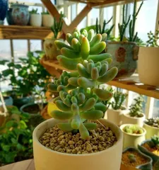 Create Your Own Sedum Pachyphyllum Garden (Step-by-step Guide from Selection to Maintenance) 2