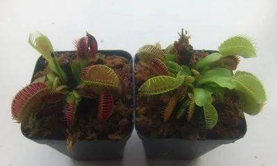 Will Venus Flytrap Die in Winter? (Exploring Winter Care Techniques for Venus Flytrap) 1