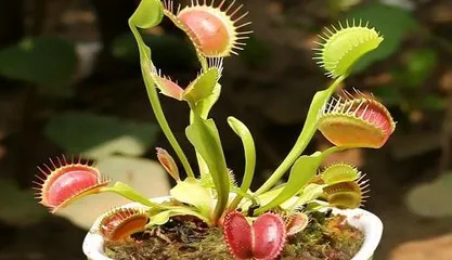 Will Venus Flytrap Die in Winter? (Exploring Winter Care Techniques for Venus Flytrap) 2