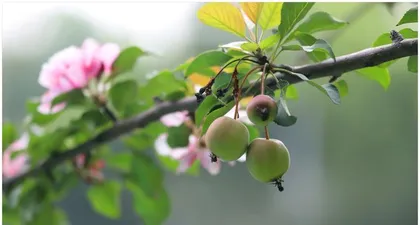 Flowering Season and Flowering Period Management of Crabapple Flowers (Beautiful Blooms in Spring Days, Reproduction of Four-Season Crabapples, Maintenance Tips for Crabapple Flowers) 2