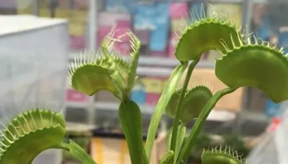 Will Venus Flytrap Die in Winter? (Exploring Winter Care Techniques for Venus Flytrap) 3