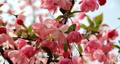 Flowering Season and Flowering Period Management of Crabapple Flowers (Beautiful Blooms in Spring Days, Reproduction of Four-Season Crabapples, Maintenance Tips for Crabapple Flowers) 3