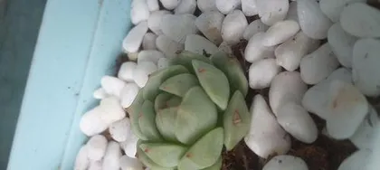 The reasons for dry succulent leaves and their solutions (A must-read for caring for succulents, learn to protect the leaves)