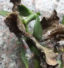 Reasons and Solutions for Succulent Leaf Drying (Essential Reading for Succulent Plant Care, Learn to Protect Leaves) 2