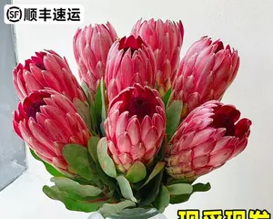 Reasons and Solutions for Succulent Leaf Drying (Essential Reading for Succulent Plant Care, Learn to Protect Leaves) 3