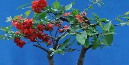 Hawthorn Flowering Season Care Methods (Creating a Charming Garden)