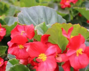 Begonia Flowering Period Care Methods (Creating a Charming Garden) 2