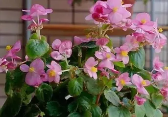 Begonia Flowering Period Care Methods (Creating a Charming Garden) 3
