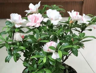 How to Help Rhododendrons Survive the Harsh Winter? (Winter Care Tips, Protecting Healthy Growth of Rhododendrons) 1