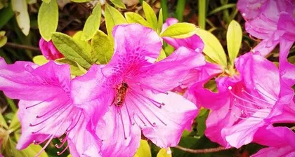 How to Help Rhododendrons Survive the Harsh Winter? (Winter Care Tips, Protecting Healthy Growth of Rhododendrons) 2