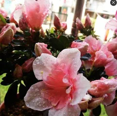 How to Help Rhododendrons Survive the Harsh Winter? (Winter Care Tips, Protecting Healthy Growth of Rhododendrons) 3