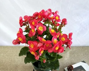 The Techniques for Indoor Care of Flowering Quince (Making Beautiful Flowering Quince Bloom Indoors / Flowering Quince Care Guide)