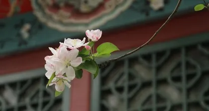 Indoor Begonia Care Tips (Enjoy Beautiful Blooms Indoors/Begonia Care Guide) 2