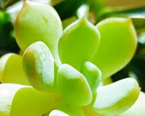 Succulent Plant Care Guide (Methods, Techniques, and Precautions for Succulent Plant Breeding) 1