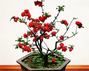 Indoor Begonia Care Tips (Enjoy Beautiful Blooms Indoors/Begonia Care Guide) 3