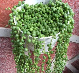 Succulent Plant Care Guide (Methods, Techniques, and Precautions for Succulent Plant Breeding) 2