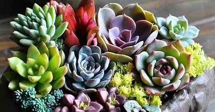 Succulent Plant Care Guide (Methods, Techniques, and Precautions for Succulent Plant Breeding) 3