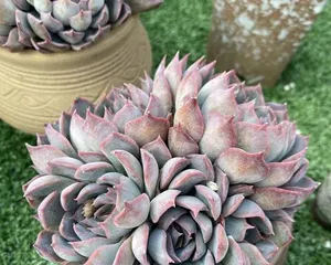 Succulent Tiger Whale (Create Beautiful Succulent Bonsai, Let the Tiger Whale Be Your Best Choice) 1