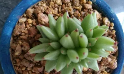 Succulent Tiger Whale (Create Beautiful Succulent Bonsai, Let the Tiger Whale Be Your Best Choice) 2