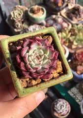 Succulent Tiger Whale (Create Beautiful Succulent Bonsai, Let the Tiger Whale Be Your Best Choice) 3