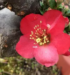 Cultivation Techniques for Old Pagoda Dogwood Tree (Creating Gems in the Garden, Rejuvenating the Old Pagoda Dogwood Tree)