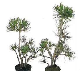 How to wrap bonsai with wire (Master key techniques to create unique bonsai art) 2