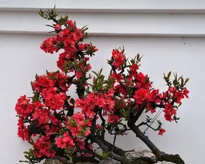 Old Crabapple Plant Care Techniques (Creating Garden Pearls, Reviving Old Crabapple Plants) 2