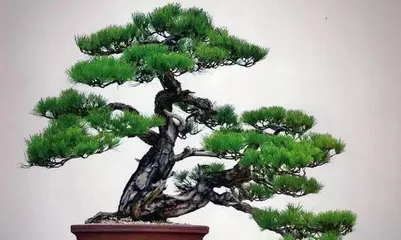 How to wrap bonsai with wire (Master key techniques to create unique bonsai art) 3