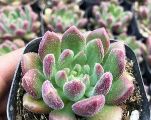 Red Plum Succulent Care Guide (Easy-to-grow variety suitable for beginners, master all key care points) 1