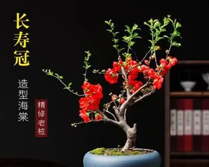 Old Crabapple Plant Care Techniques (Creating Garden Pearls, Reviving Old Crabapple Plants) 3