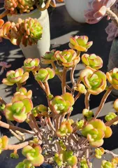 Red Plum Succulent Care Guide (Easy-to-grow variety suitable for beginners, master all key care points) 2