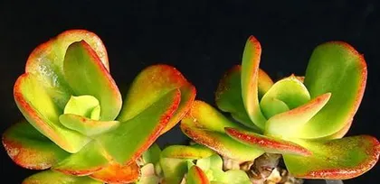 Red Plum Succulent Care Guide (Easy-to-grow variety suitable for beginners, master all key care points) 3