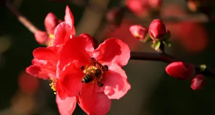 Haitang Flowers at Your Doorstep—Planting and Care (Creating Beautiful Community Landscapes, Planting Techniques and Precautions for Haitang Flowers) 2