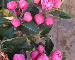 Haitang Flowers at Your Doorstep—Planting and Care (Creating Beautiful Community Landscapes, Planting Techniques and Precautions for Haitang Flowers) 3