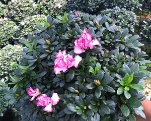 Rhododendron - Beautiful Flowers That Bloom Year-Round (Exploring the Secrets of Rhododendron Blooming, Learning About Planting and Care) 1