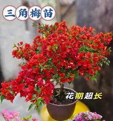 How to prevent Bougainvillea from dropping flowers? (Master the key care techniques to make Bougainvillea flowers bloom longer)
