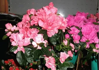 Rhododendron - Beautiful Flowers That Bloom Year-Round (Exploring the Secrets of Rhododendron Blooming, Learning About Planting and Care) 2