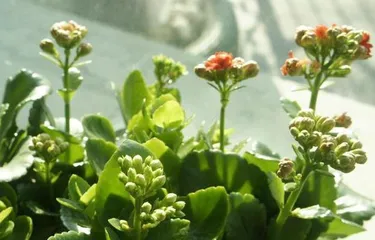 How to cultivate water lotus for more flowers? (Step by step, easily master care techniques) 1