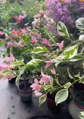 How to prevent bougainvillea from dropping flowers? (Master key care techniques to keep bougainvillea blooms lasting) 2