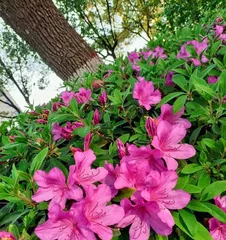 Rhododendron - Beautiful Flowers That Bloom Year-Round (Exploring the Secrets of Rhododendron Blooming, Learning About Planting and Care) 3