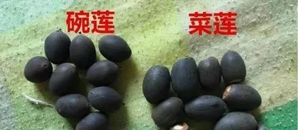 How to cultivate water lotus for more flowers? (Step by step, easily master care techniques) 2