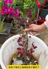 How to prevent bougainvillea from dropping flowers? (Master key care techniques to keep bougainvillea blooms lasting) 3