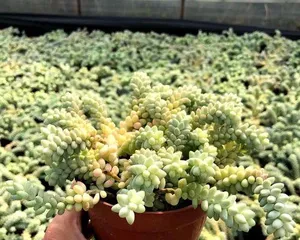 Care and Growth of Echeveria 'Dewdrop' (Creating a succulent garden to make 'Dewdrop' more vibrant and lively)