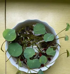 How to cultivate water lotus for more flowers? (Step by step, easily master care techniques) 3