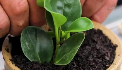 Complete Guide to Propagating Glass Jade Flower (Step-by-step guide to choosing the best time, method, soil, and care) Part 1