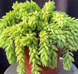 Succulent New Jade String Care and Growth (Create a Succulent Garden, Make New Jade String More Vibrant) 2